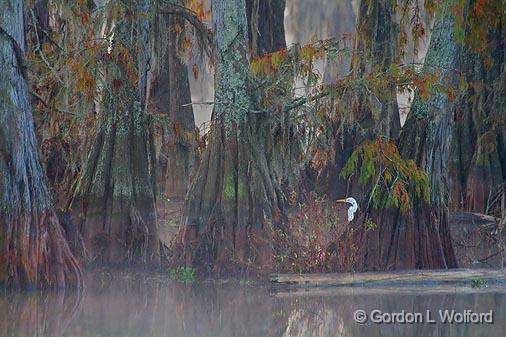 Peek-a-Boo Egret_26699.jpg - Photographed at Lake Martin in the Cypress Island Preserve near Breaux Bridge, Louisiana, USA.